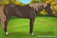 Horse Color:Liver Chestnut Sabino 