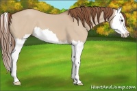 Horse Color:Red Dun Splash 