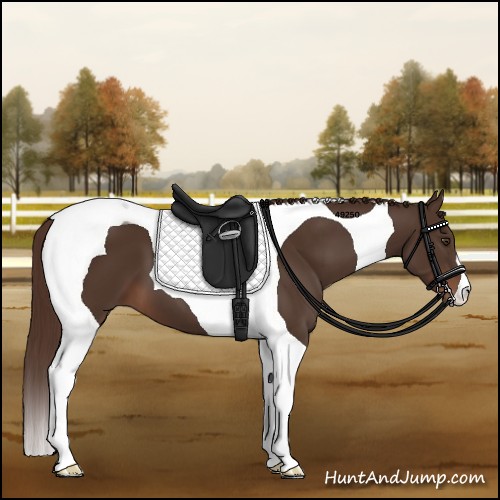 Horse Color:Liver Chestnut Tobiano 