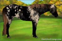 Horse Color:Void White Spotted Red Dun Appaloosa 