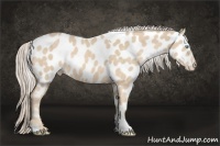 Horse Color:White Spotted Cremello Tobiano Appaloosa