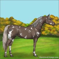 Horse Color:White Spotted Silver Black 