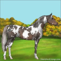 Horse Color:White Spotted Silver Black 