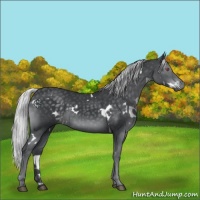Horse Color:White Spotted Silver Black Chinchilla 