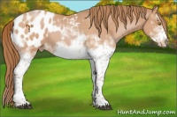 Horse Color:White Spotted Bay Pearl Splash Frame Appaloosa
