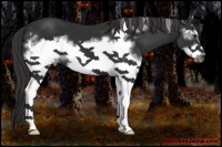 Horse Color:White Spotted Liver Chestnut Frame 