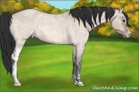 Horse Color:Bay Ice Roan Dun Sabino