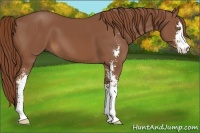 Horse Color:Chestnut Sabino 