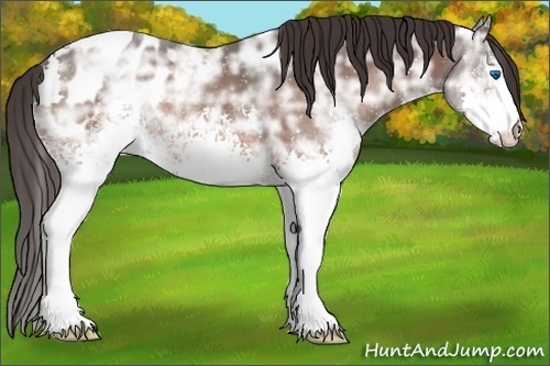 Horse Color:White Spotted Brown Ice Splash Appaloosa
