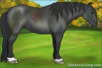 Horse Color:Black 