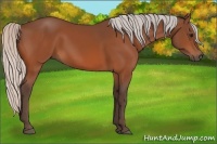 Horse Color:Silver Bay 