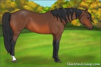 Horse Color:Bay Tobiano 