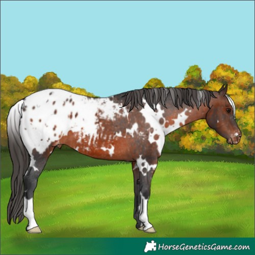 Horse Color:White Spotted Brown Appaloosa 