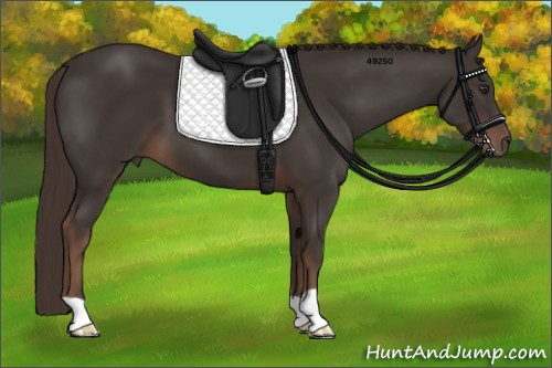 Horse Color:Liver Chestnut 