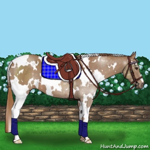 Horse Color:White Spotted Chestnut 