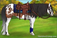 Horse Color:Brown Splash Appaloosa 