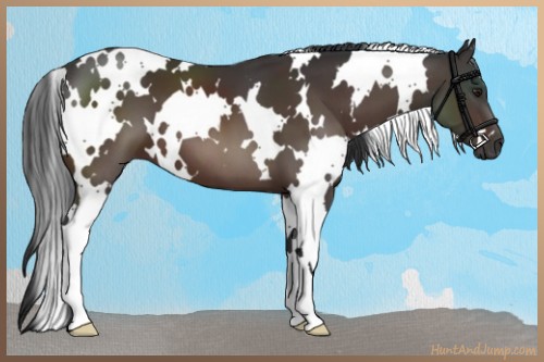 Horse Color:White Spotted Brown 