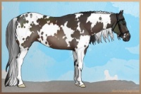 Horse Color:White Spotted Brown 