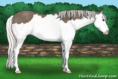 Horse Color:Silver Smoky Black Splash 