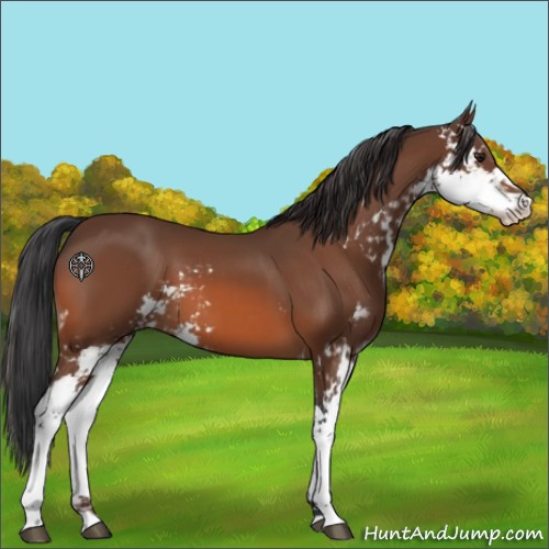 Horse Color:Brown Sabino