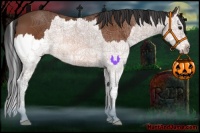 Horse Color:Bay Splash 