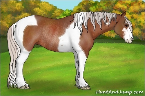 Horse Color:Silver Bay Sabino Tobiano Rabicano 
