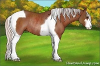 Horse Color:Silver Bay Sabino Tobiano Rabicano 