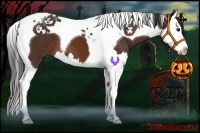 Horse Color:Brown Splash Tobiano 