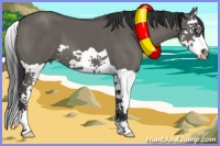 Horse Color:Grullo Splash 