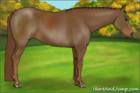 Horse Color:Gray Chestnut 