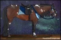 Horse Color:White Spotted Bay Rabicano