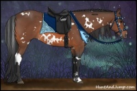 Horse Color:White Spotted Bay Rabicano 