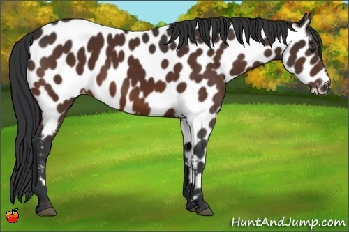 Horse Color:Brown Appaloosa 