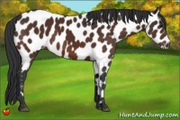 Horse Color:Brown Appaloosa 