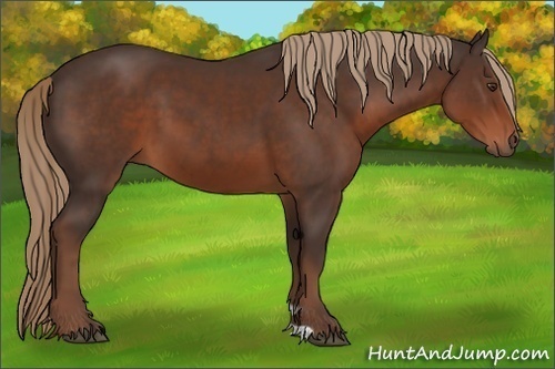 Horse Color:Liver Chestnut 
