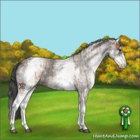 Horse Color:White Spotted Bay  and White Spotted Blue Roan 