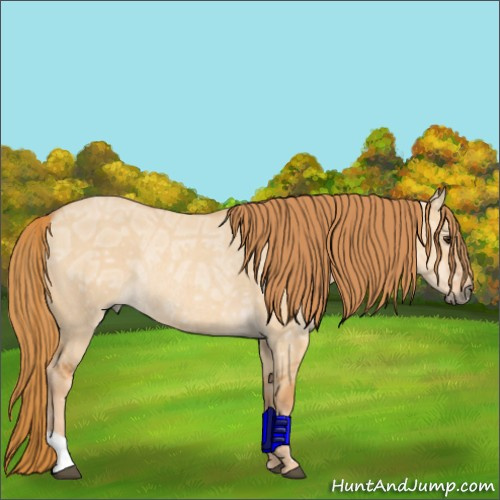 Horse Color:Red Dun Ice Rabicano 