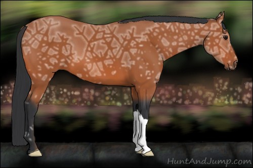 Horse Color:Bay Ice 