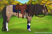 Horse Color:Bay Ice Dun 