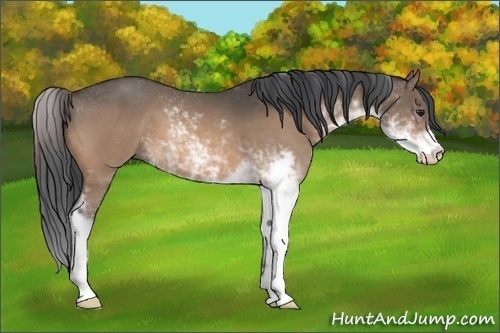 Horse Color:Brown Dun Sabino 