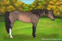 Horse Color:Brown 