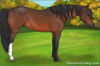 Horse Color:Brown 