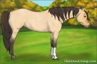 Horse Color:Buckskin Roan Dun Tobiano 