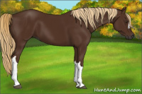 Horse Color:Gray Chestnut 