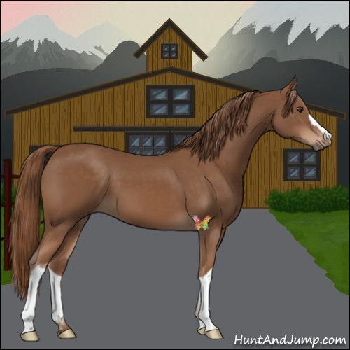 Horse Color:Chestnut 