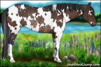Horse Color:White Spotted Brown Rabicano 