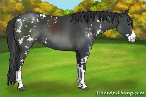 Horse Color:Black Sabino Rabicano