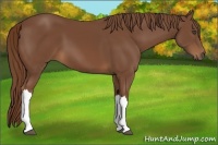 Horse Color:Chestnut 