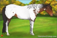 Horse Color:Buckskin Tobiano Appaloosa