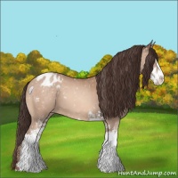 Horse Color:Sable Champagne Sabino Appaloosa 